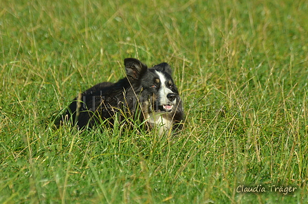 Border Collie / Bild 17 von 63 / 06.11.2022 12:25 / DSC_1635.JPG