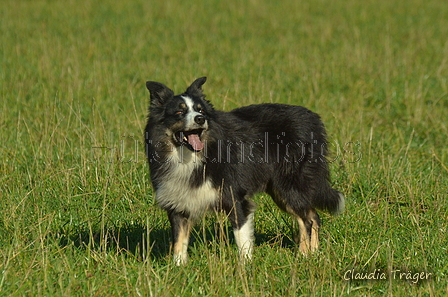 Border Collie / Bild 16 von 63 / 06.11.2022 12:32 / DSC_1790.JPG