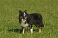 Border Collie / Bild 16 von 63 / 06.11.2022 12:32 / DSC_1790.JPG