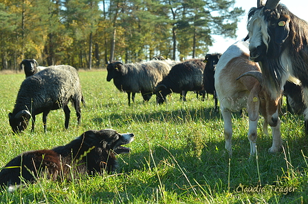 Border Collie / Bild 15 von 63 / 06.11.2022 12:38 / DSC_1881.JPG