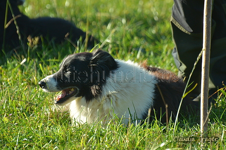 Border Collie / Bild 13 von 63 / 06.11.2022 12:41 / DSC_1919.JPG