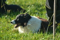 Border Collie / Bild 13 von 63 / 06.11.2022 12:41 / DSC_1919.JPG