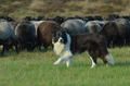 Border Collie / Bild 11 von 63 / 06.11.2022 13:12 / DSC_2075.JPG