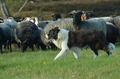 Border Collie / Bild 10 von 63 / 06.11.2022 13:12 / DSC_2084.JPG