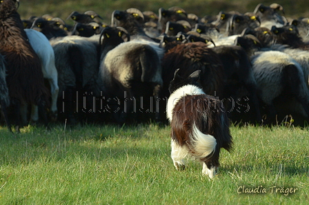 Border Collie / Bild 8 von 63 / 06.11.2022 13:13 / DSC_2108.JPG