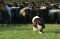 Border Collie / Bild 8 von 63 / 06.11.2022 13:13 / DSC_2108.JPG