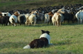 Border Collie / Bild 6 von 63 / 06.11.2022 13:13 / DSC_2116.JPG