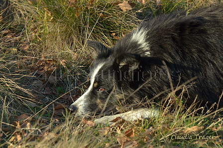 Border Collie / Bild 4 von 63 / 06.11.2022 14:24 / DSC_2932.JPG