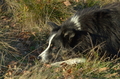 Border Collie / Bild 4 von 63 / 06.11.2022 14:24 / DSC_2932.JPG