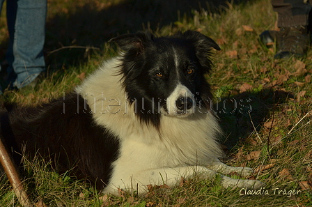 Border Collie / Bild 3 von 63 / 06.11.2022 14:29 / DSC_2993.JPG