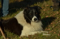 Border Collie / Bild 3 von 63 / 06.11.2022 14:29 / DSC_2993.JPG