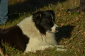 Border Collie / Bild 2 von 63 / 06.11.2022 14:29 / DSC_2995.JPG