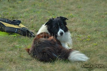 Border Collie / Bild 1 von 63 / 06.11.2022 15:15 / DSC_3564.JPG