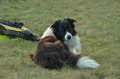 Border Collie / Bild 1 von 63 / 06.11.2022 15:15 / DSC_3564.JPG