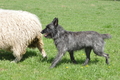 Bouvier des Ardennes / Bild 165 von 165 / 17.05.2012 12:00 / DSC_9098.JPG