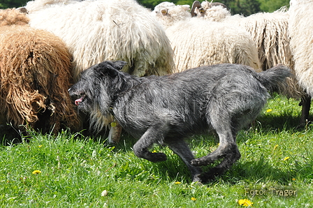 Bouvier des Ardennes / Bild 163 von 165 / 17.05.2012 12:06 / DSC_9239.JPG