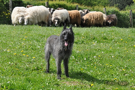 Bouvier des Ardennes / Bild 162 von 165 / 17.05.2012 12:07 / DSC_9263.JPG