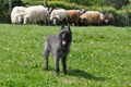 Bouvier des Ardennes / Bild 162 von 165 / 17.05.2012 12:07 / DSC_9263.JPG