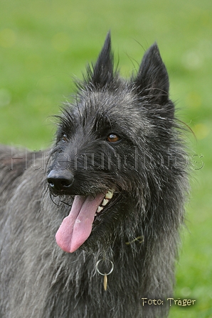 Bouvier des Ardennes / Bild 161 von 165 / 17.05.2012 12:11 / DSC_9364.JPG