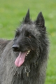 Bouvier des Ardennes / Bild 161 von 165 / 17.05.2012 12:11 / DSC_9364.JPG