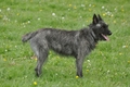 Bouvier des Ardennes / Bild 160 von 165 / 17.05.2012 12:12 / DSC_9377.JPG