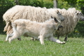 Bouvier des Ardennes / Bild 159 von 165 / 17.05.2012 12:21 / DSC_9554.JPG