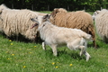 Bouvier des Ardennes / Bild 158 von 165 / 17.05.2012 12:24 / DSC_9686.JPG