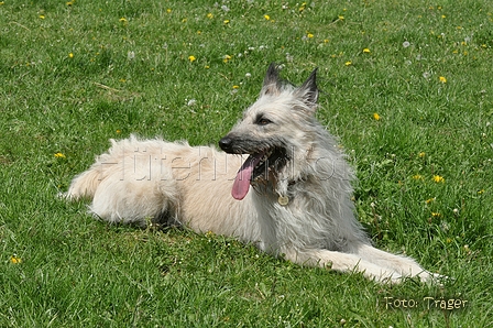 Bouvier des Ardennes / Bild 157 von 165 / 17.05.2012 12:32 / DSC_9947.JPG