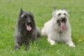 Bouvier des Ardennes / Bild 154 von 165 / 17.05.2012 12:53 / DSC_0279.JPG