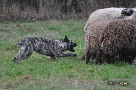 Bouvier des Ardennes / Bild 152 von 165 / 24.11.2012 14:39 / DSC_0340.JPG
