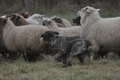 Bouvier des Ardennes / Bild 151 von 165 / 24.11.2012 14:47 / DSC_0464.JPG