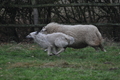 Bouvier des Ardennes / Bild 150 von 165 / 24.11.2012 14:57 / DSC_0533.JPG