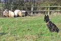 Bouvier des Ardennes / Bild 146 von 165 / 25.11.2012 11:18 / DSC_1288.JPG