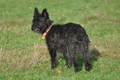 Bouvier des Ardennes / Bild 145 von 165 / 25.11.2012 11:21 / DSC_1359.JPG