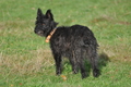 Bouvier des Ardennes / Bild 145 von 165 / 25.11.2012 11:21 / DSC_1359.JPG