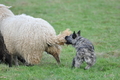 Bouvier des Ardennes / Bild 144 von 165 / 25.11.2012 11:23 / DSC_1403.JPG