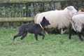 Bouvier des Ardennes / Bild 143 von 165 / 25.11.2012 11:33 / DSC_1490.JPG