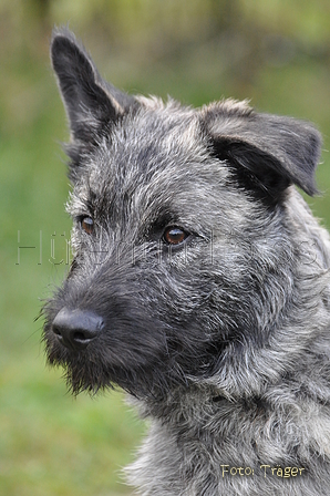 Bouvier des Ardennes / Bild 141 von 165 / 25.11.2012 11:42 / DSC_1569.JPG