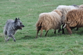 Bouvier des Ardennes / Bild 138 von 165 / 23.03.2014 10:23 / DSC_8167.JPG