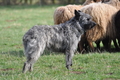 Bouvier des Ardennes / Bild 137 von 165 / 23.03.2014 10:24 / DSC_8192.JPG