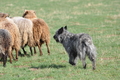 Bouvier des Ardennes / Bild 134 von 165 / 23.03.2014 10:27 / DSC_8241.JPG