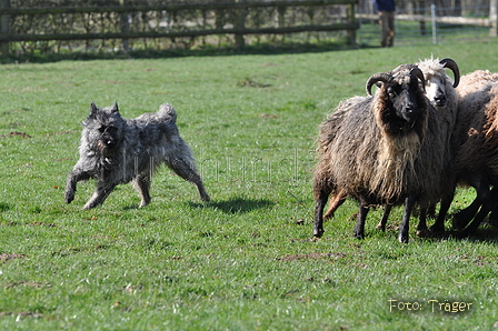 Bouvier des Ardennes / Bild 132 von 165 / 23.03.2014 10:45 / DSC_8524.JPG