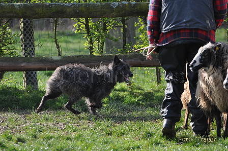 Bouvier des Ardennes / Bild 130 von 165 / 23.03.2014 10:55 / DSC_8579.JPG