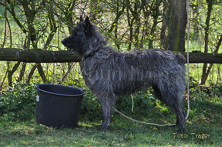 Bouvier des Ardennes / Bild 129 von 165 / 23.03.2014 10:57 / DSC_8582.JPG