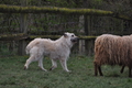 Bouvier des Ardennes / Bild 128 von 165 / 23.03.2014 11:02 / DSC_8609.JPG