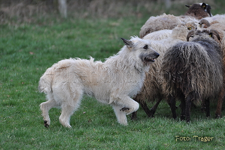 Bouvier des Ardennes / Bild 127 von 165 / 23.03.2014 11:03 / DSC_8625.JPG