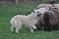 Bouvier des Ardennes / Bild 127 von 165 / 23.03.2014 11:03 / DSC_8625.JPG