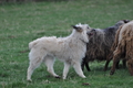 Bouvier des Ardennes / Bild 124 von 165 / 23.03.2014 11:03 / DSC_8659.JPG