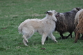 Bouvier des Ardennes / Bild 123 von 165 / 23.03.2014 11:03 / DSC_8660.JPG