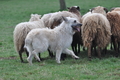 Bouvier des Ardennes / Bild 119 von 165 / 23.03.2014 11:04 / DSC_8698.JPG